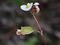 Shield-Leaf Begonia